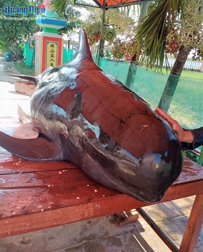 Cá heo 300kg được người dân Lý Sơn phát hiện và an táng