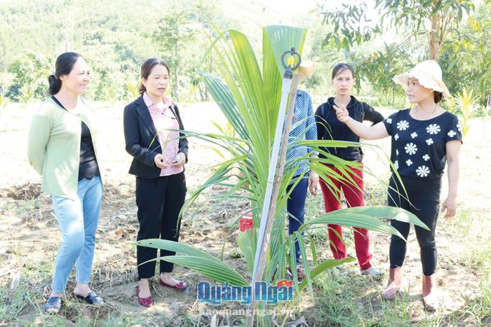 Chị Huỳnh Thị Hòa (bên phải) mạnh dạn đưa cây dừa xiêm dứa về trồng trên mảnh đất Ba Tiêu (Ba Tơ).   Ảnh: Tr.Phương 