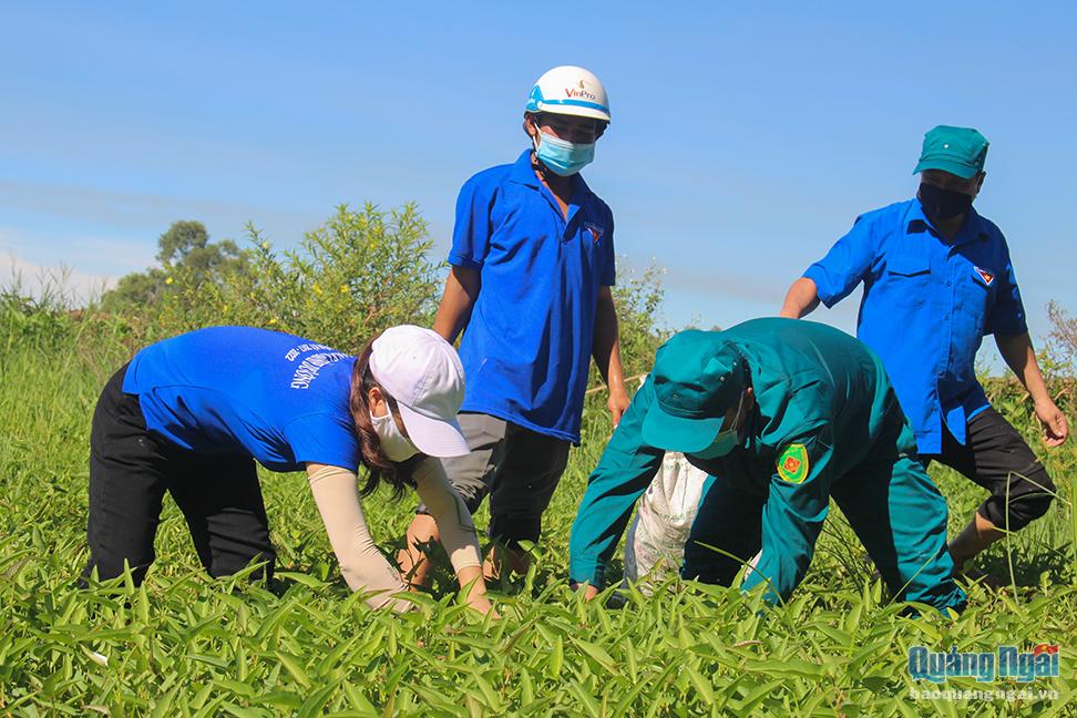 Hàng chục Đoàn viên Thanh niên xã Bình Dương, huyện Bình Sơn thay người dân cắt cỏ mang đến cung cấp cho gia súc của 36 hộ dân bị cách ly do dịch COVID-19.