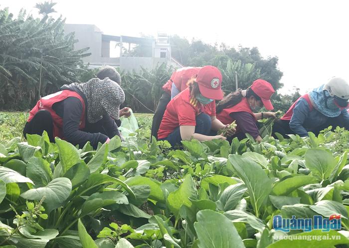 Các tình nguyện viên hội CTĐ thành phố thu hoạch rau của nông dân xã Nghĩa Dũng ủng hộ phòng, chống dịch. Ảnh: X.Hiếu