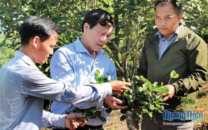 Bí thư Huyện ủy Sơn Tây Lê Văn Tùng (đứng giữa) kiểm tra mô hình cây mắc ca.          Ảnh: PV