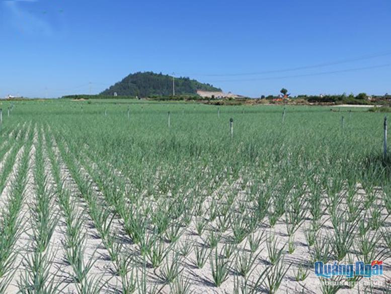Cánh đồng trồng tỏi tại huyện đảo Lý Sơn. Ảnh TL