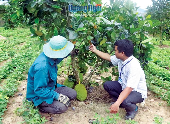 Bí thư Đảng ủy xã Sơn Cao (bên phải) tham quan mô hình trồng cây ăn quả cho thu nhập cao của người dân.