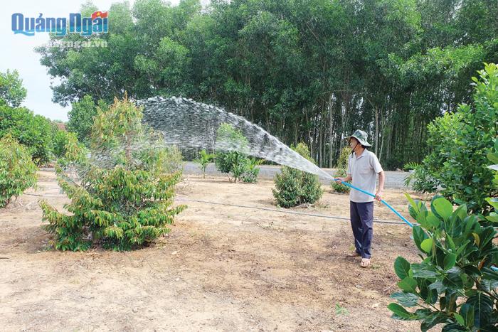 Chuyển đổi từ trồng keo sang trồng cây ăn quả tại thôn Xuân Vinh, xã Hành Đức (Nghĩa Hành) giúp nhiều hộ dân phát triển kinh tế gia đình.