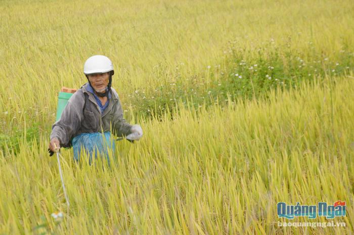 Lão nông Nguyễn Ngọc, ở thôn Năng Tây 3, xã Nghĩa Phương (Tư Nghĩa) phun thuốc diệt rầy nâu, dù  lúa gần thu hoạch.