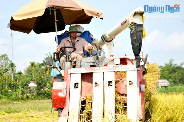 Nhiều nông dân sắm máy gặt đập liên hợp để đi gặt lúa thuê.