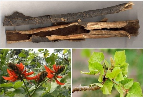 Vỏ cây, lá và hoa của cây vông nem đều là vị thuốc trị nhiều bệnh.