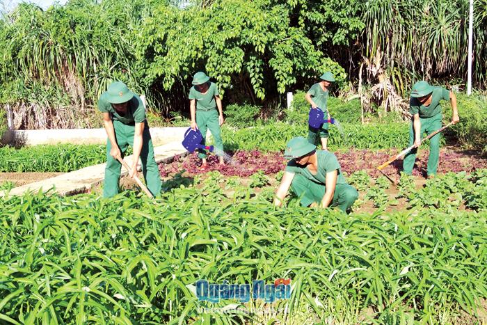  Cán bộ, chiến sĩ Ban CHQS huyện Lý Sơn chăm sóc vườn rau xanh của đơn vị.      Ảnh: Ngọc Diệp