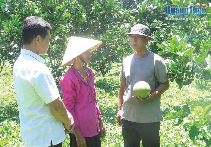 Ông Đinh Xuân Phăng (bên phải) đi thăm vườn bưởi da xanh của gia đình bà Đinh Thị Giố.
