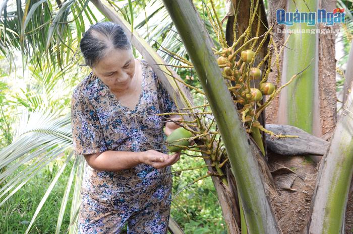 Nhiều cây dừa xiêm, ở xã Trà Phú (Trà Bồng) đã ra quả, mang lại hy vọng cho 