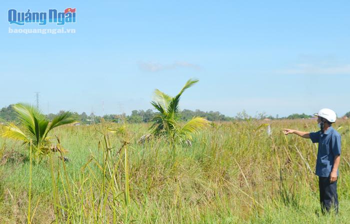 Cây dừa xiêm được trồng ở tổ dân phố An Châu, thị trấn Châu Ổ (Bình Sơn) hiện không phát triển.