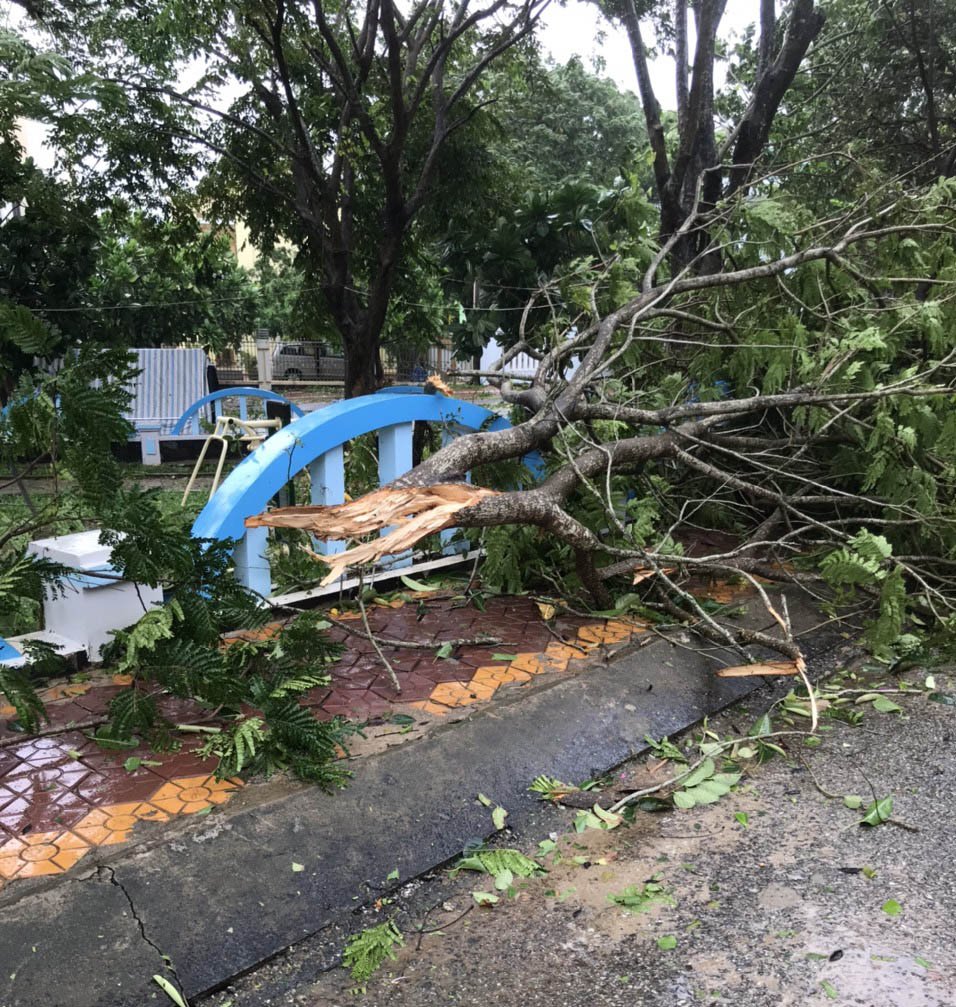 Cây xanh trên huyện Lý Sơn bị ngã đổ