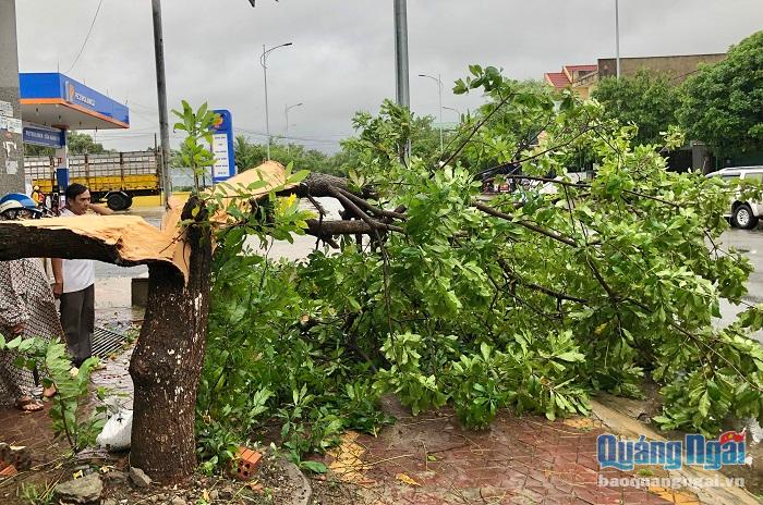 Trên địa bàn huyện Nghĩa Hành có nhiều cây cối ngã đổ và đang bị cúp điện trên diện rộng