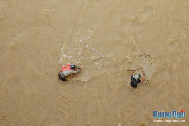 Hình ảnh người dân miền núi liều mình đánh bắt cá giữa dòng nước lũ đục ngầu rất dễ dàng bắt gặp trong những ngày mưa lũ