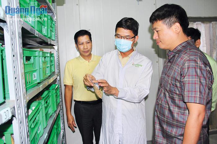 Phó Bí thư Thường trực Tỉnh ủy Đặng Ngọc Huy (đầu tiên, bên phải) thị sát quy trình bảo quản hạt giống đậu nành tại Nhà máy Sữa đậu nành Việt Nam (VinaSoy), Công ty CP Đường Quảng Ngãi.  ẢNH: MINH ANH