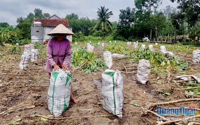 Nông dân Tịnh Hà (Sơn Tịnh) thu hoạch mì sau mưa bão.