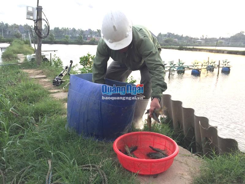 Ông Trần Thanh Liêm, ở xã Nghĩa Hòa đang tất bật thu hoạch tôm, cua, cá 