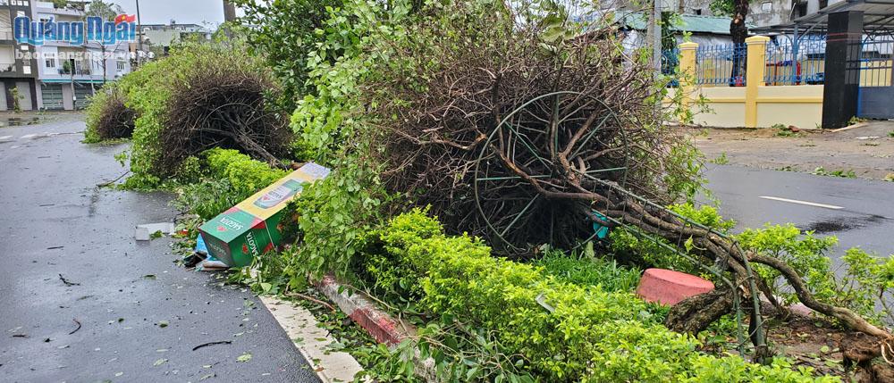 Hàng loạt cây hoa giấy của công ty môi trường trên đường Phan Bội Châu cũng bị gãy