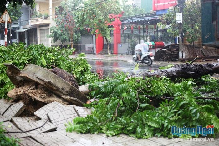 Một cây xanh trên đường An Dương Vương ngã đổ, bật cả gốc.