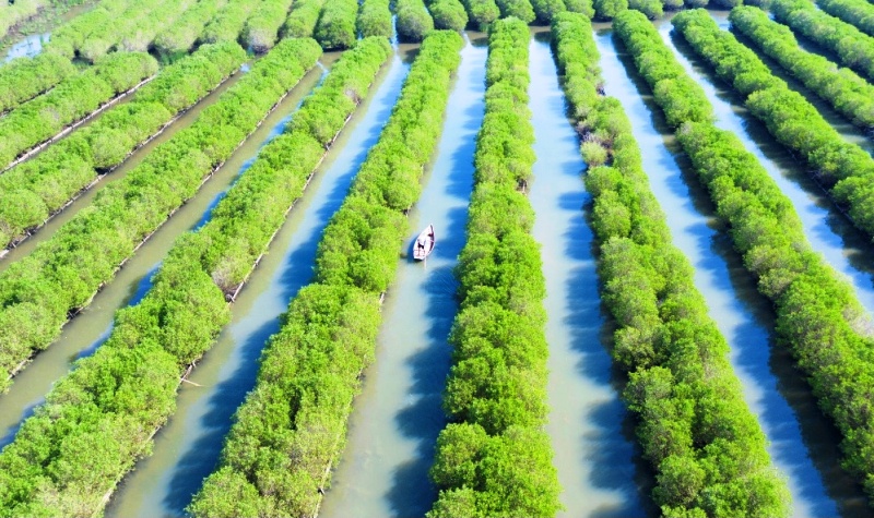 Video: Chung tay giữ rừng ngập mặn Bàu Cá Cái