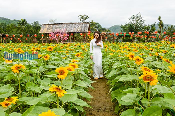 Vườn hoa tam giác mạch và hướng dương bung sắc ở huyện Minh Long