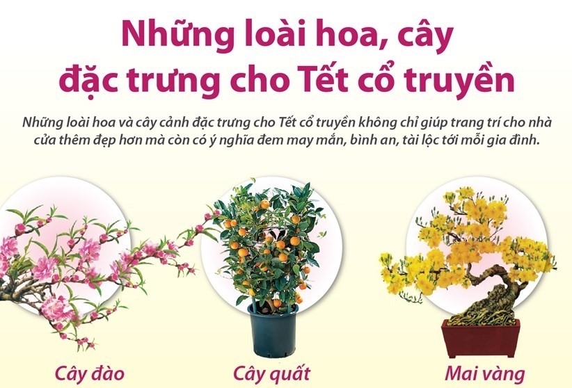 Infographics: Những loài hoa, cây đặc trưng cho Tết cổ truyền