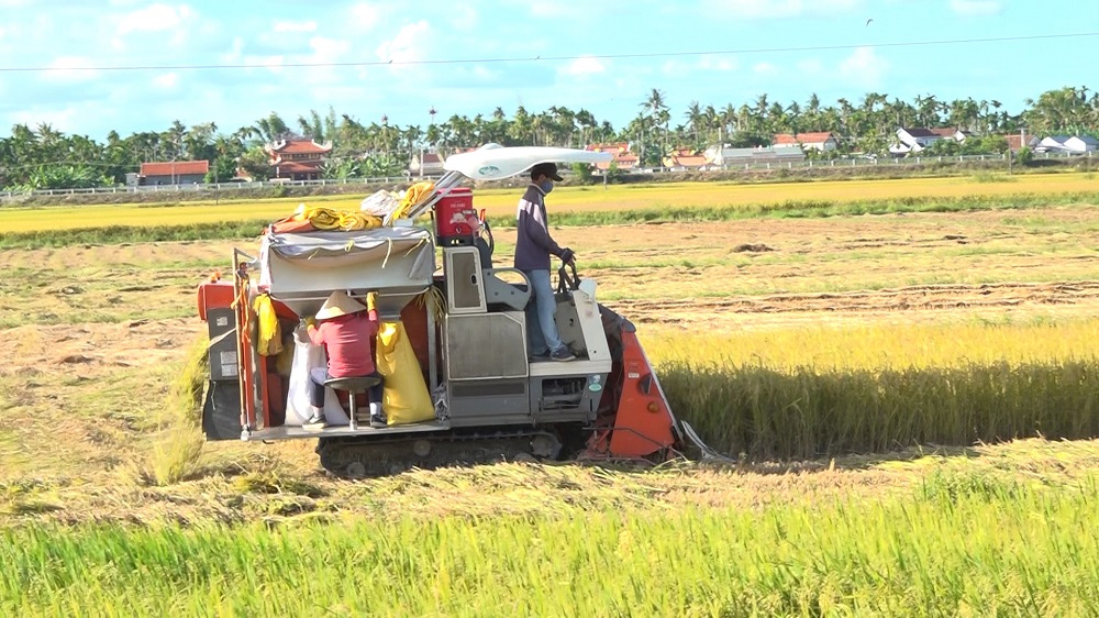 Video: Khẩn trương thu hoạch lúa hè thu