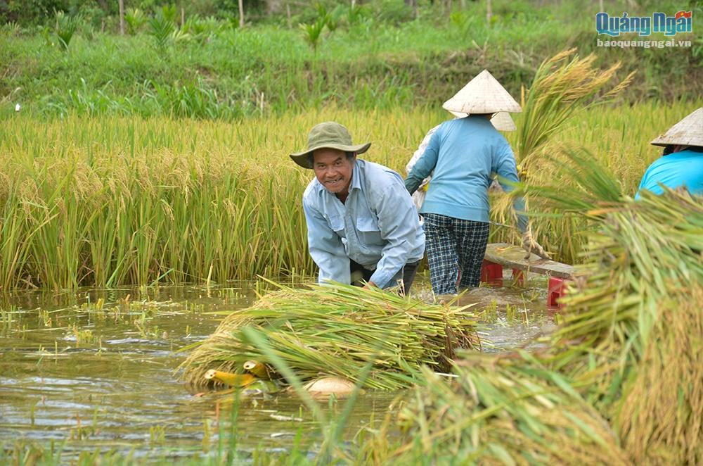 Nông dân xót xa vì lúa bị ngập nước lên mầm