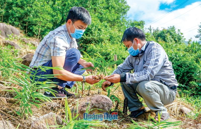Cơ hội phát triển cây gừng gió Trà Bồng