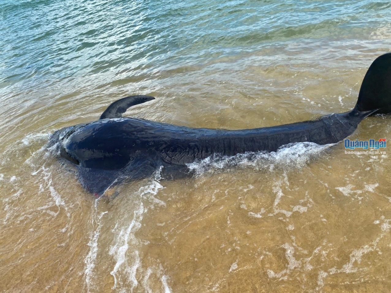 Tìm cách giải cứu cá voi bị mắc cạn bãi biển Châu Me