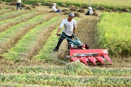 Máy móc dùng cho thu hoạch lúa, sẽ cho năng suất cao.