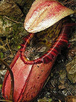  Nepenthes attenboroughii có thể là loài cây ăn thịt lớn nhất thế giới. Ảnh: Stewart McPherson. 