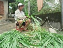 Anh Nguyễn Giới chặt cỏ chăm cặp trâu để kiếm thêm thu nhập