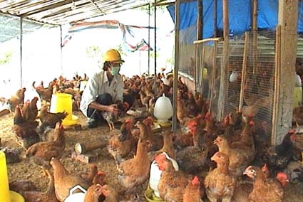 Mô hình nuôi gà an toàn sinh học đã mang lại hiệu quả kinh tế cao cho nhiều hộ dân trong tỉnh.