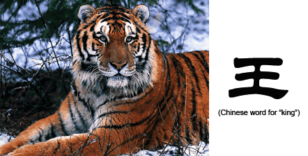 Người ta cho rằng màu lông trên trán con hổ rất giống với chữ Vương (nghĩa là vua) theo tiếng Trung Quốc