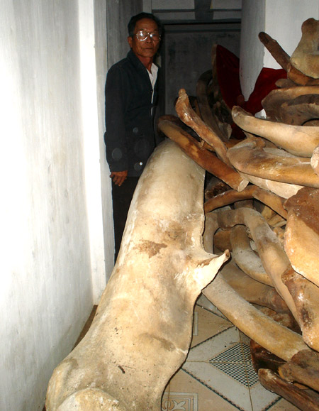 So với chiếc xương ngà dài 4,7m ở Lăng Tân, thì xương ngà cá voi ở Bình Thuận còn kém xa (Ảnh: Phạm Nguyệt Diễm).  