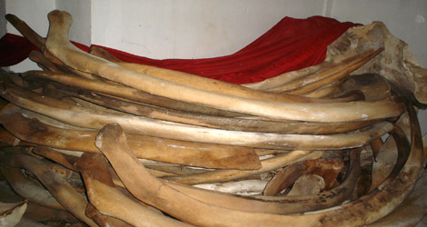 Những chiếc xương sườn cá voi ở Lăng Tân dài miên man, tới 3,7m (Ảnh: Phạm Nguyệt Diễm).  