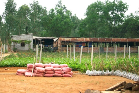  Cơ sở chăn nuôi có quy mô lớn của ông Thanh chưa được sự cho phép của chính quyền địa phương.