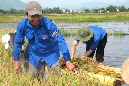 Thanh niên tham gia gặt lúa giúp nông dân.