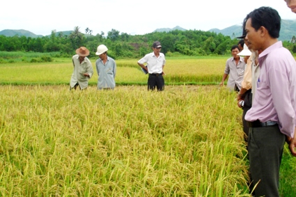 Trạm Khuyến nông Ba Tơ chuyển giao kỹ thuật sản xuất lúa nước cho nông dân xã Ba Bích.