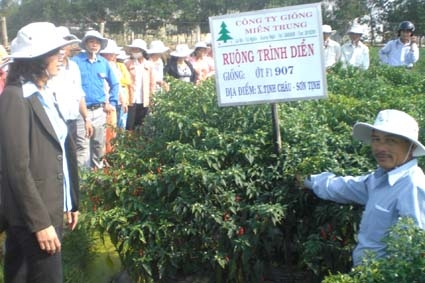 Nông dân trong tỉnh tham qua mô hình ruộng ớt chỉ thiên giống 907, ở tại xã Tịnh Châu, huyện Sơn Tịnh.