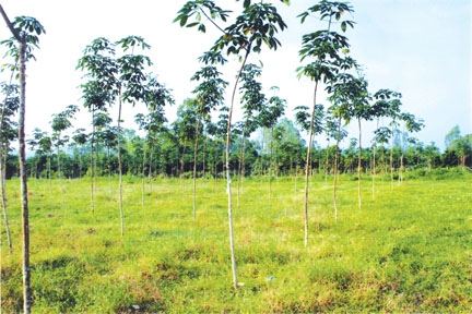 Cây cao su 2 năm tuổi đang phát triển trên đất Thanh Sơn, xã Phổ Cường.  