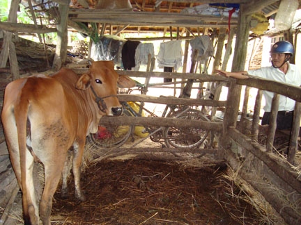 Con bò cứu trợ của hộ gia đình ông Trần Văn Quang.