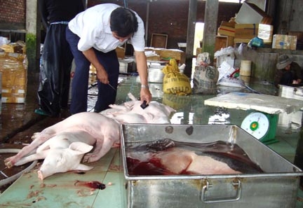 Cán bộ thú y kiểm soát giết mổ đối với thịt heo thành phẩm của công ty trước khi xuất bán ra thị trường.