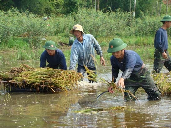 Bộ đội giúp dân thu hoạch lúa sau mưa lũ.                 Ảnh: TS