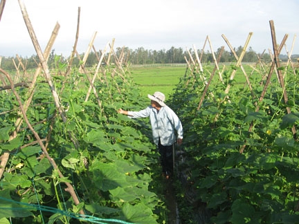 Nông dân vùng Đông Sơn Tịnh trồng rau để nâng cao thu nhập cho gia đình.  