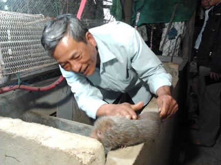 Lão nông Lê Văn Hữu đang kiểm tra con dúi nặng hơn 1,5 kg.