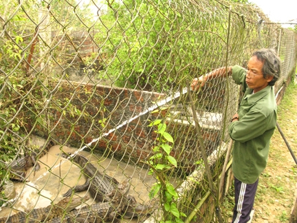 Anh Khánh đang chăm sóc cho cá sấu trong trang trại của mình.