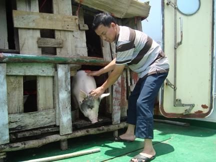 Chiến sĩ Tàu cảnh sát biển Việt Nam 9002 chăm đàn lợn.