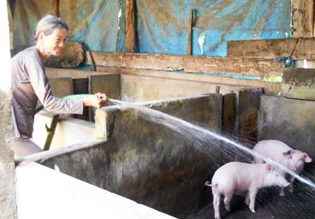 Thành lập các tổ sản xuất chăn nuôi heo sẽ giúp các xã viên HTX Tịnh Trà gắn kết với doanh nghiệp.